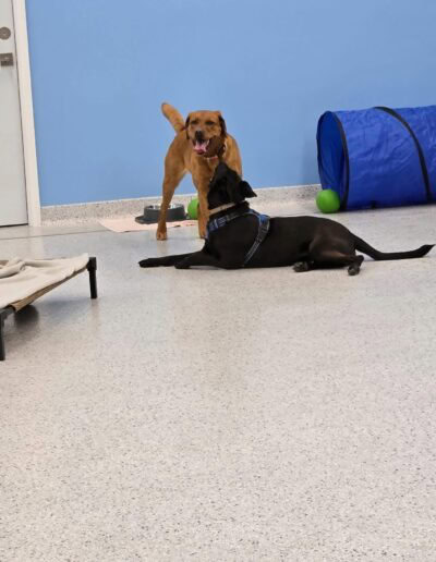 dog daycare zimmerman 3 Copy