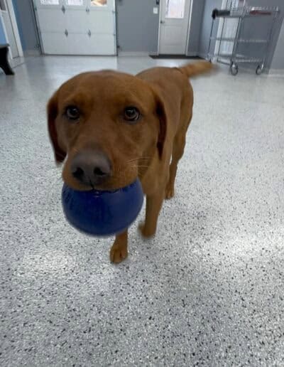 dog daycare zimmerman 5 Copy (2)