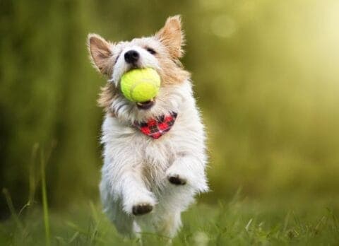 dog enrichment day dog training princeton