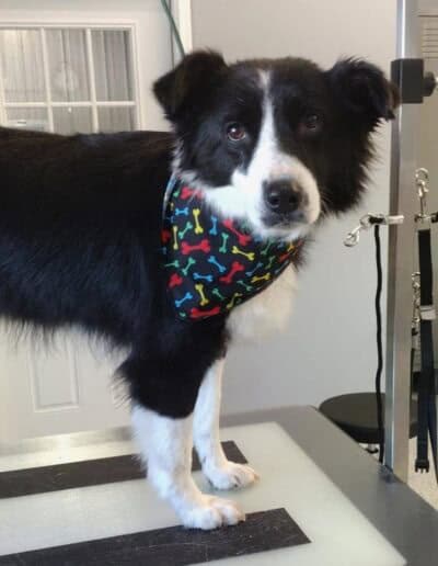 dog grooming cambridge 2
