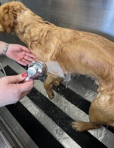 dog grooming foley 6