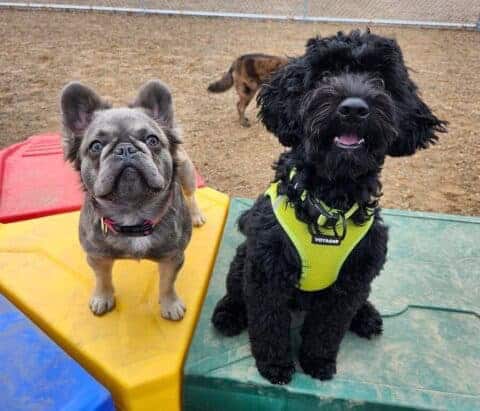 dog grooming princeton 11