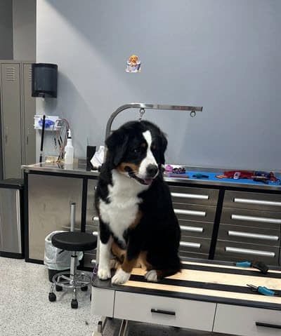 dog grooming ramsey 5