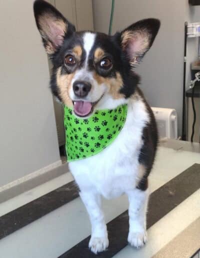 dog grooming st francis 4