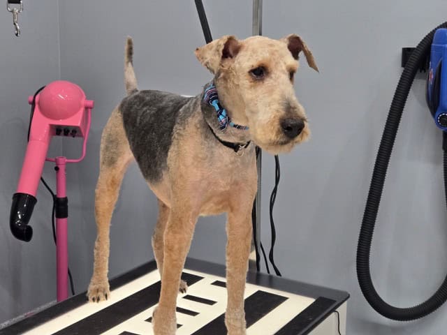 dog grooming zimmerman 8