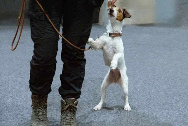 dog training big lake