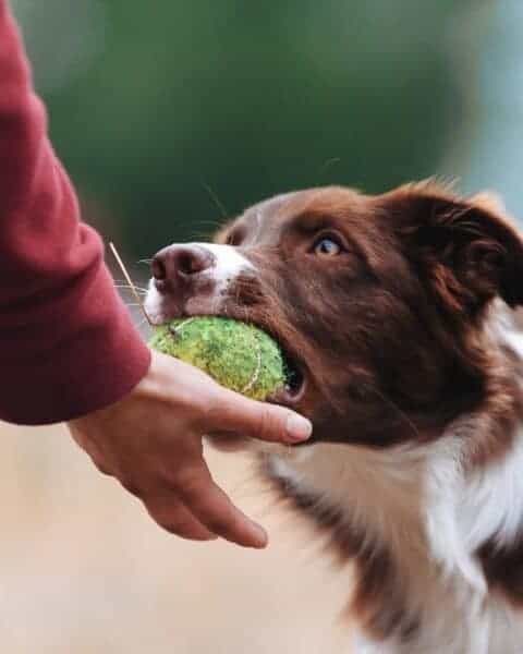 dog training country pup kennel