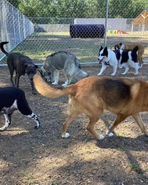 dog training dog boarding