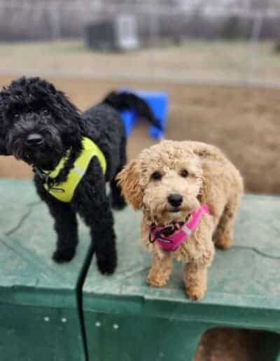 dog training ogilvie