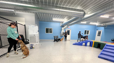 foley dog training 2 Copy