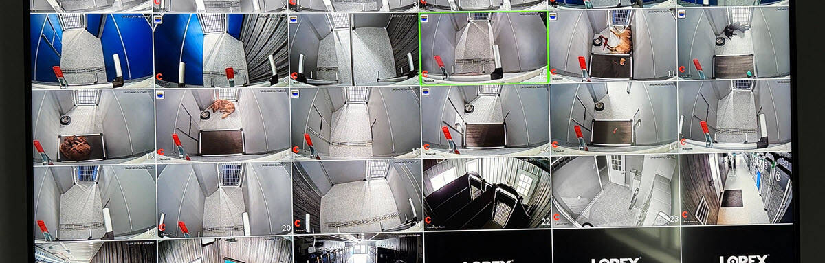 24hr dog boarding and monitoring display featured