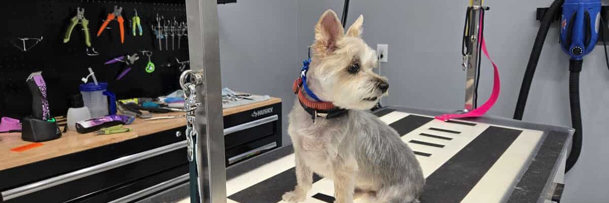 What Questions to Ask When Booking a Dog Grooming Appointment