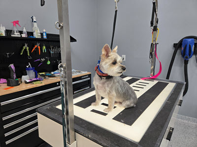 dog grooming after blog small