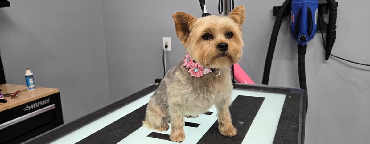 dog grooming featured short