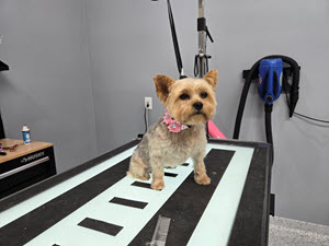 dog grooming importance of