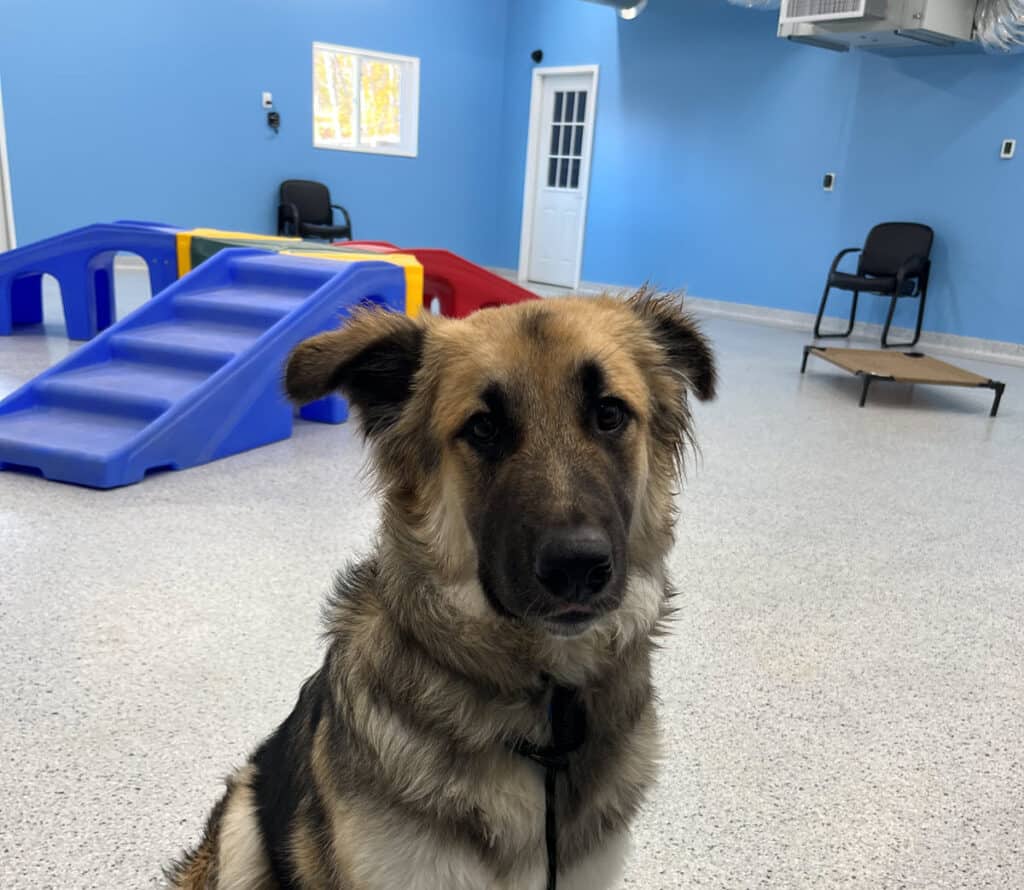 Dog Behavior Modification Training - Country Pup Kennel