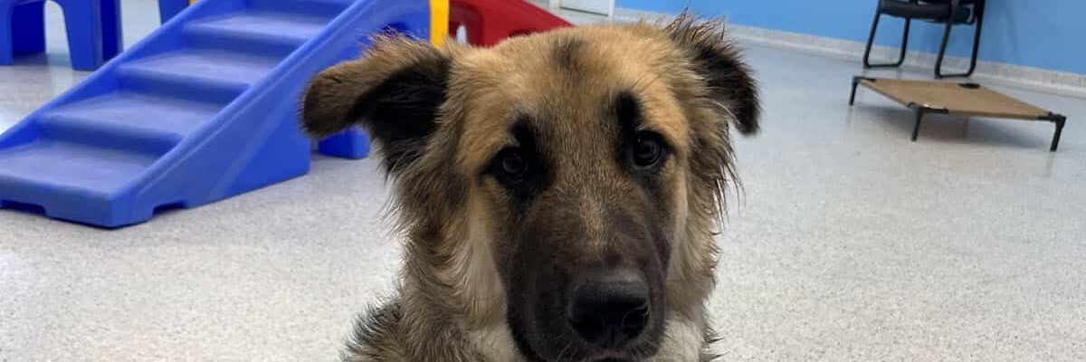 Dog Behavior Modification Training