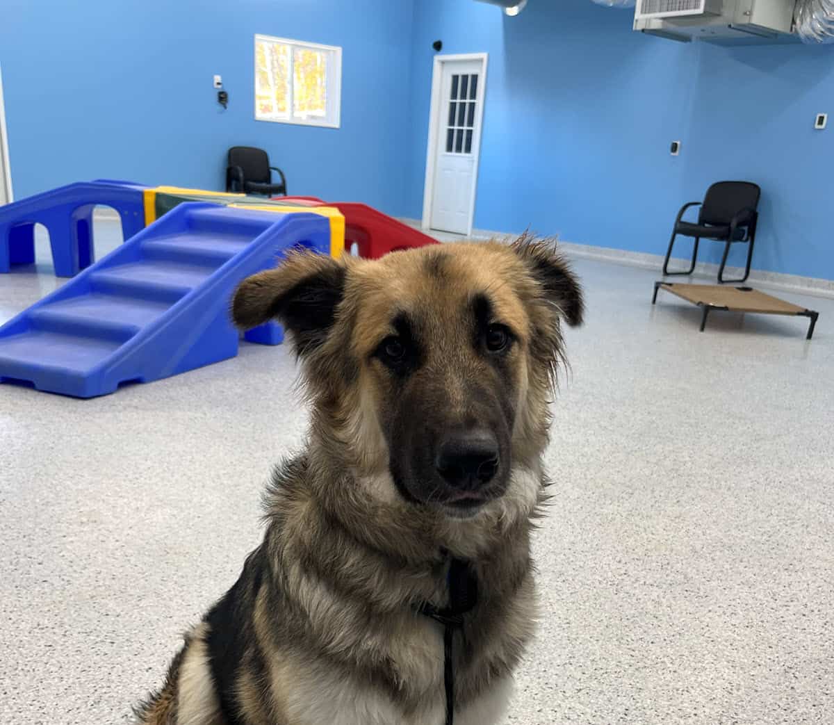 dog training princeton blog 2