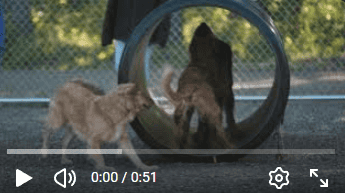 outdoor playtime dog daycare dog boarding