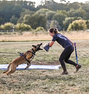 understanding dog aggression