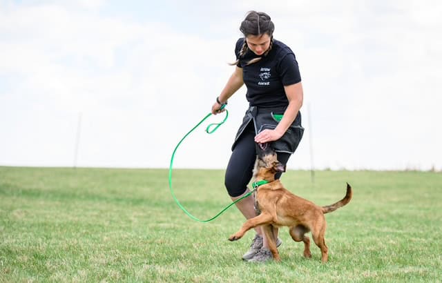 dog competition training featured 2