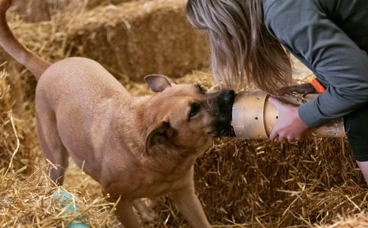 dog competition training featured