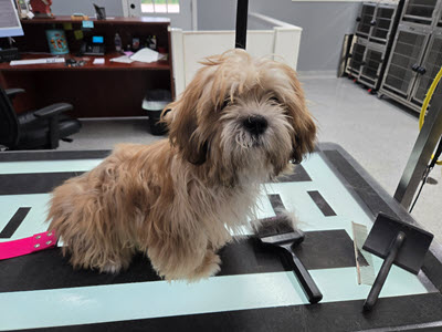 dog grooming shampoos