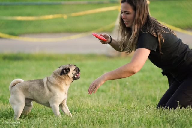 dog sports training