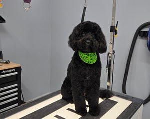 how is your dog treated during grooming 2