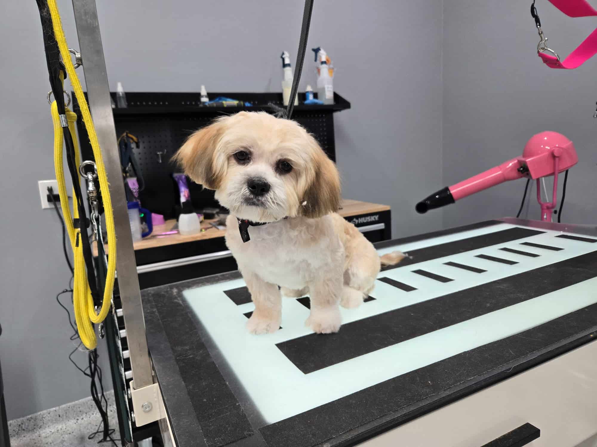 natural dog grooming shampoos featured