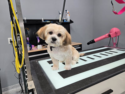 natural dog grooming shampoos