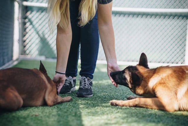 service dog training