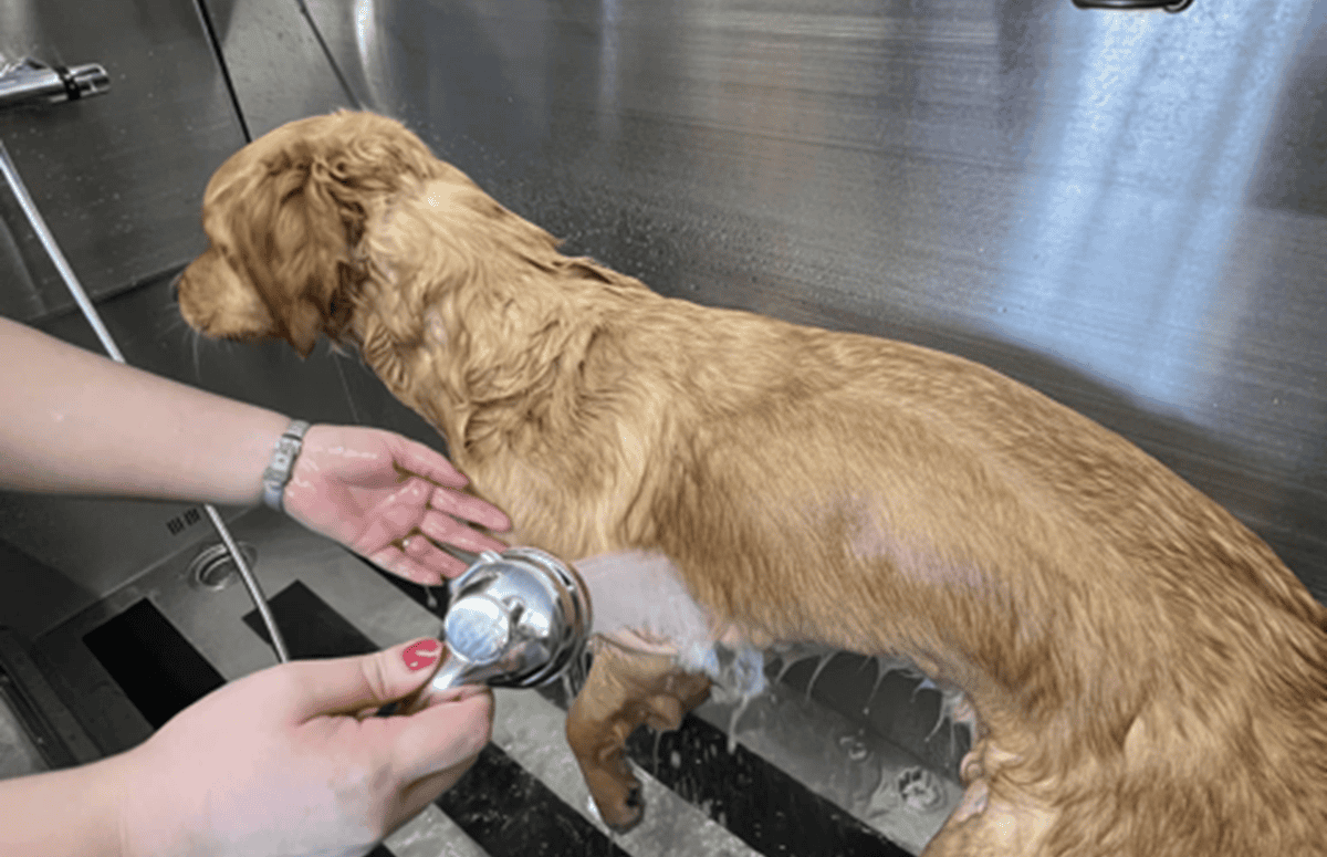 bathing your dog grooming featured