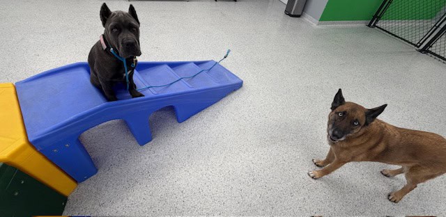 blaine dog training 3