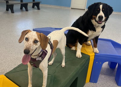 dog socialization dog boarding