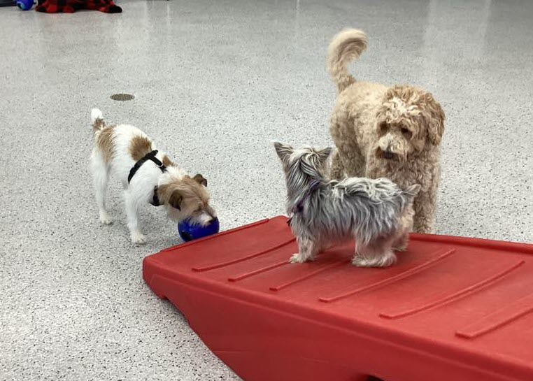 clean healthy boarding