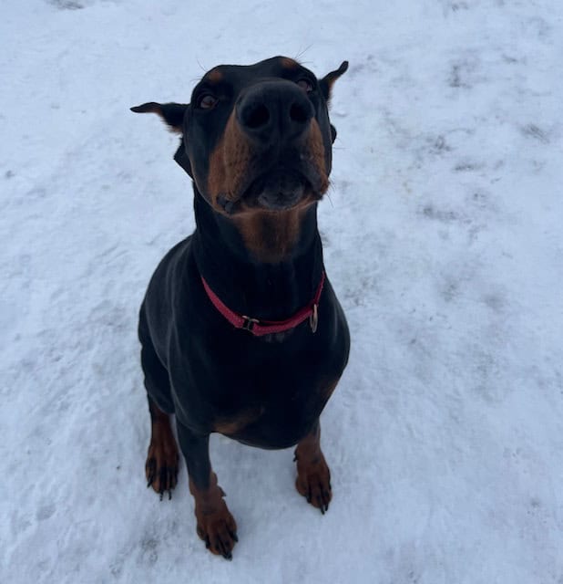 blaine dog training 3