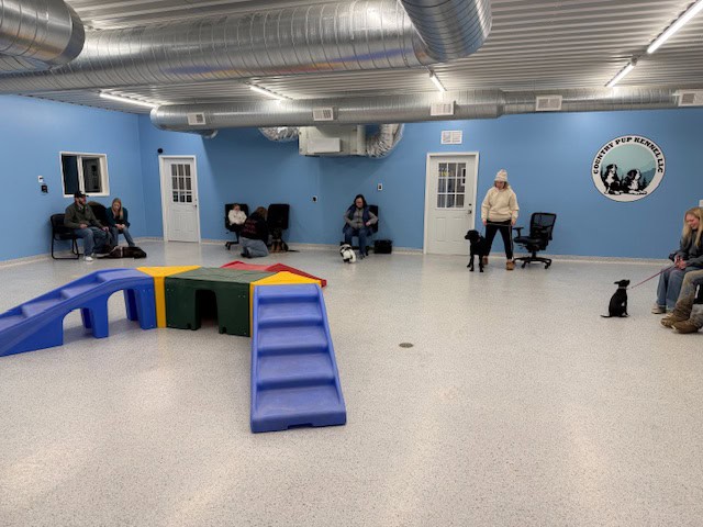 cambridge dog training 3 Copy