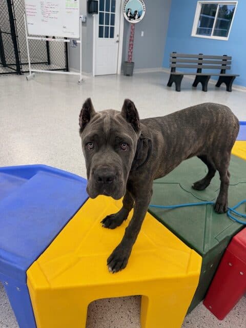 foley dog training 3 Copy