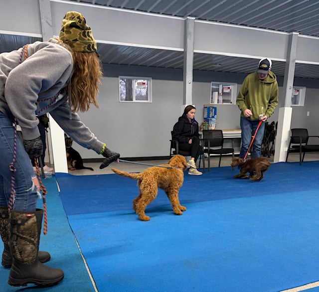 st cloud dog training 3 Copy