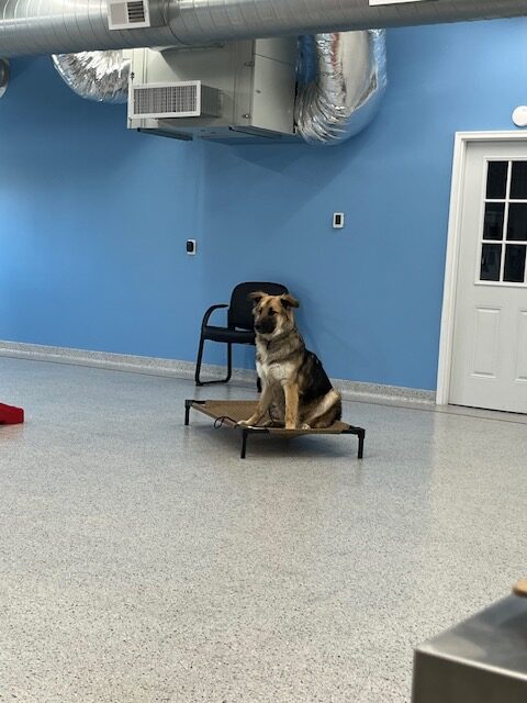 st francis dog training 3 Copy