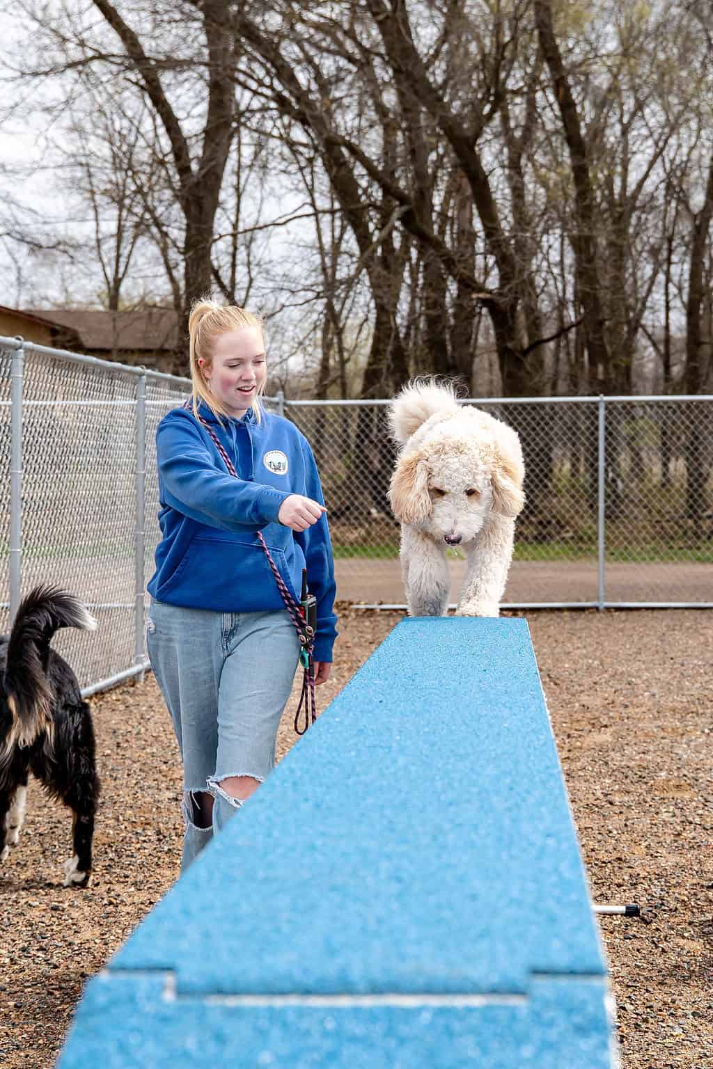 Dog daycare zimmerman mn