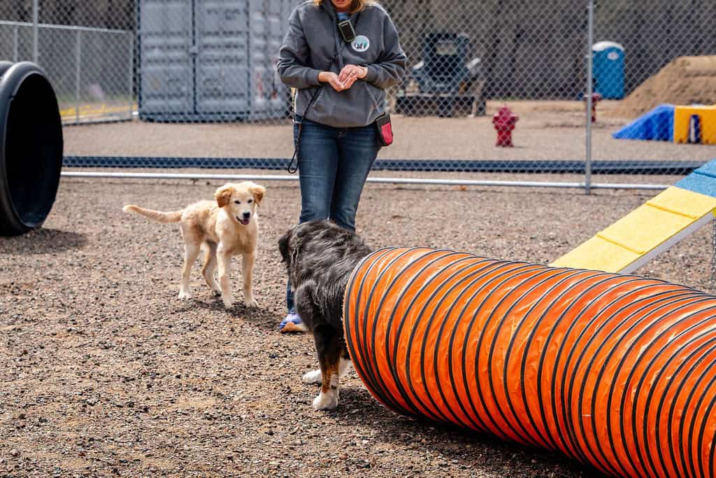 dog boarding playing near buffalo mn