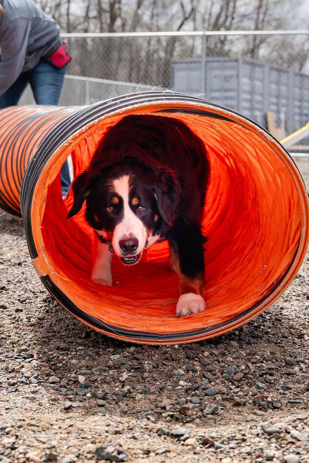 dog daycare milaca mn